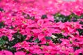 Pink poinsettia in the garden background - Poinsettia Christmas traditional flower with snow decorations Merry Christmas Royalty Free Stock Photo