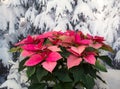 Pink Poinsettia