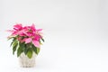 Pink poinsettia in a pot