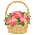 Pink poinsettias in basket