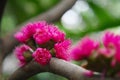 Pink pollen of Rose apple flower blossom Royalty Free Stock Photo