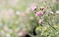 Pink The Fairy roses in a garden