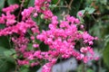 pink Polygonaceae flower Royalty Free Stock Photo