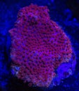 Pink polyp coral abstract