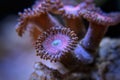 Pink polyp zoanthus coral Royalty Free Stock Photo