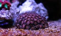 Pink polyp zoanthus coral Royalty Free Stock Photo