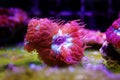 Pink Polyps of Blastomussa Meletti LPS coral on frag plug Royalty Free Stock Photo