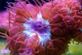 Pink Polyps of Blastomussa Meletti LPS coral on frag plug