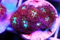 Pink Polyps of Blastomussa Meletti LPS coral on frag plug Royalty Free Stock Photo