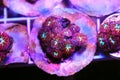 Pink Polyps of Blastomussa Meletti LPS coral on frag plug