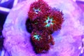 Pink Polyps of Blastomussa Meletti LPS coral on frag plug