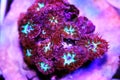 Pink Polyps of Blastomussa Meletti LPS coral on frag plug