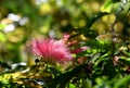 Pink pom pom flower head of the Powder Puff Plant Calliandra haematocephala, family Fabaceae Royalty Free Stock Photo