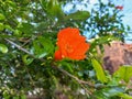 Pink pomegranate flower on the tree,How to Plant and Grow Pomegranates flower Royalty Free Stock Photo