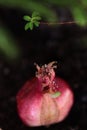 Pink Pomegranate on the ground