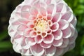 Pink pompom dahlia flower Royalty Free Stock Photo