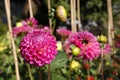 Pink pompom dahlia flowers Royalty Free Stock Photo