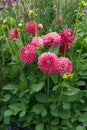 Pink pompon Dahlias and their foliage garden daylight