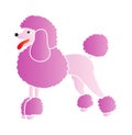 Pink poodle