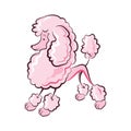 Pink Poodle cute illustration