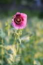 Pink poppie in a green field, Spain Royalty Free Stock Photo