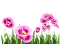 Pink poppies Royalty Free Stock Photo