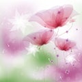 Pink poppies Royalty Free Stock Photo