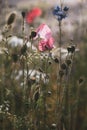 Pink poppies flower.Closeup of colorful summer wildflowers. Royalty Free Stock Photo