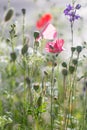 Pink poppies flower.Closeup of colorful summer wildflowers. Royalty Free Stock Photo