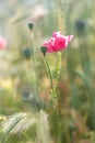 Pink poppies flower.Closeup of colorful summer wildflowers. Royalty Free Stock Photo