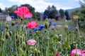 Pink Poppies in Flower Field Royalty Free Stock Photo