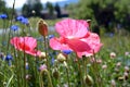 Pink Poppies in Flower Field Royalty Free Stock Photo