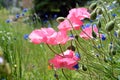 Pink Poppies in Flower Field Royalty Free Stock Photo