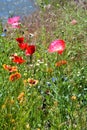 Pink Poppies in Flower Field Royalty Free Stock Photo