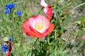 Pink Poppies in Flower Field Royalty Free Stock Photo