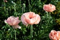 Pink poppies. Garden flower bud. Poppy closeup. From this grade get igridient for baking - seeds. Summer flowers in the flowerbed Royalty Free Stock Photo