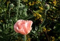 Pink poppies. Garden flower bud. Poppy closeup. From this grade get igridient for baking - seeds. Summer flowers in the flowerbed Royalty Free Stock Photo