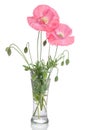 Pink poppies in glass vase