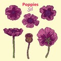 Pink poppies set, hand drawn doodle, sketch in pop art style, illustration Royalty Free Stock Photo