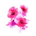 Pink poppies Royalty Free Stock Photo