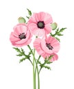Pink poppies. Vector illustration Royalty Free Stock Photo