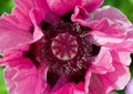 Pink poppy