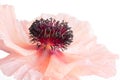 Pink Poppy