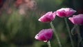 Pink poppy. Bee paradise in poppy petals. Royalty Free Stock Photo