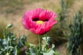 Pink poppy bloom against a green natural background