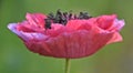 Close up of a beautiful pink Poppy blossom Royalty Free Stock Photo