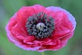 Close up of a beautiful pink Poppy blossom Royalty Free Stock Photo