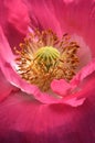 Close up of a beautiful pink Poppy blossom Royalty Free Stock Photo