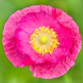 Pink Poppy blossom, closeup of a papaver flower Royalty Free Stock Photo