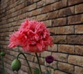 PINK POPPY - Peony poppy with a bee